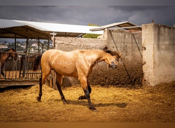 PRE, Semental, 2 años, 170 cm, Bayo