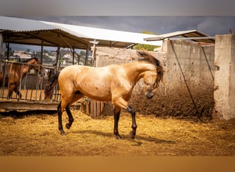 PRE, Semental, 2 años, 170 cm, Bayo