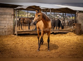 PRE, Semental, 2 años, 170 cm, Bayo