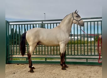 PRE Mestizo, Semental, 2 años, 170 cm, Buckskin/Bayo