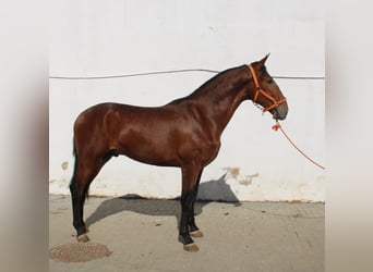 PRE Mestizo, Semental, 2 años, 170 cm, Castaño