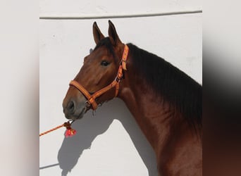 PRE Mestizo, Semental, 2 años, 170 cm, Castaño