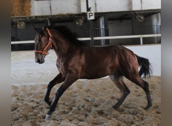 PRE Mestizo, Semental, 2 años, 170 cm, Castaño