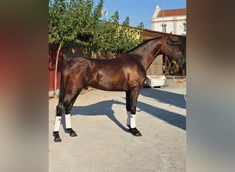 PRE, Semental, 2 años, 170 cm, Castaño