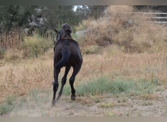 PRE, Semental, 2 años, 170 cm, Negro