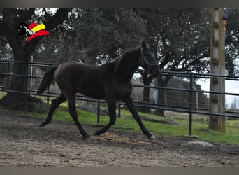 PRE, Semental, 2 años, 170 cm, Negro