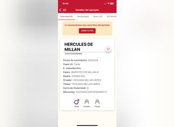 PRE, Semental, 2 años, 170 cm, Tordo