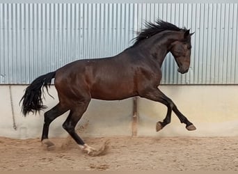 PRE, Semental, 2 años, 172 cm, Castaño