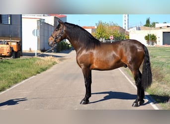 PRE Mestizo, Semental, 2 años, 173 cm, Castaño rojizo