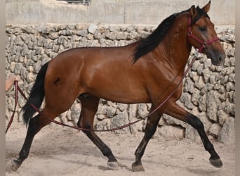 PRE Mestizo, Semental, 2 años, 175 cm, Castaño