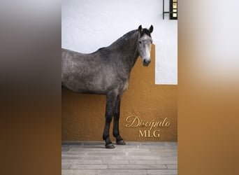 PRE, Semental, 2 años, 60 cm, Tordo