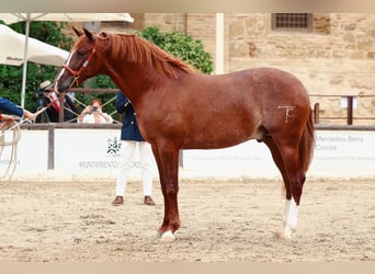 PRE, Semental, 2 años, Alazán