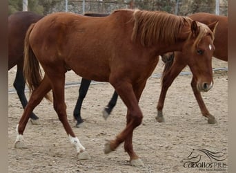 PRE, Semental, 2 años, Alazán