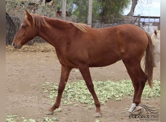 PRE, Semental, 2 años, Alazán