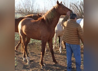 PRE, Semental, 2 años, Alazán