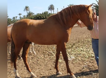 PRE, Semental, 2 años, Alazán