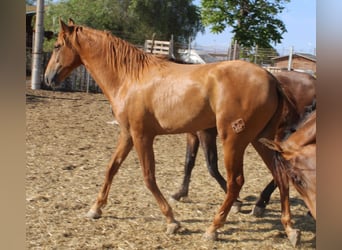 PRE, Semental, 2 años, Alazán