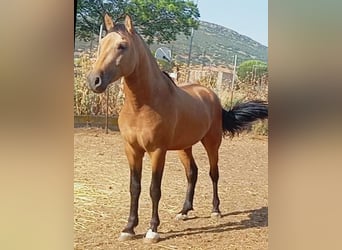 PRE Mestizo, Semental, 2 años, Bayo