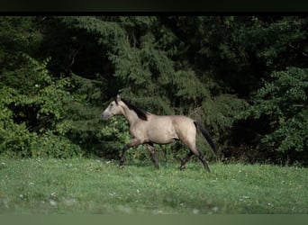 PRE, Semental, 2 años, Buckskin/Bayo