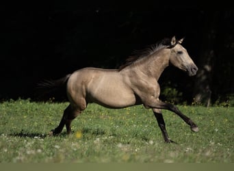 PRE, Semental, 2 años, Buckskin/Bayo