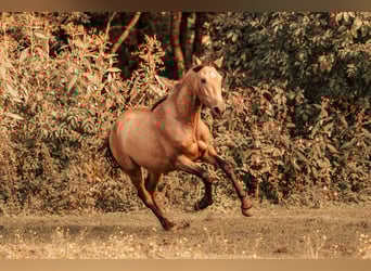 PRE, Semental, 2 años, Buckskin/Bayo
