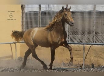 PRE Mestizo, Semental, 2 años