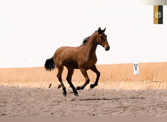 PRE, Semental, 2 años, Castaño