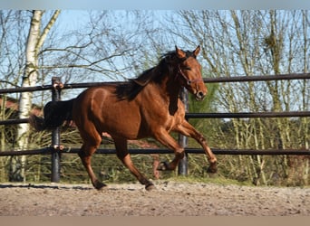 PRE Mestizo, Semental, 2 años, Castaño