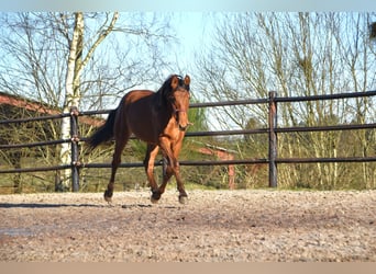 PRE Mestizo, Semental, 2 años, Castaño