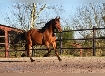 PRE Mestizo, Semental, 2 años, Castaño