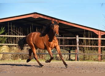 PRE Mestizo, Semental, 2 años, Castaño