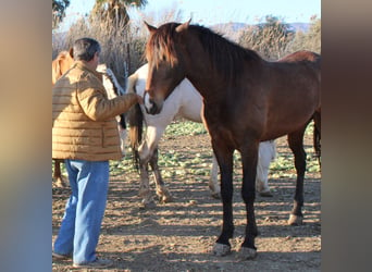 PRE, Semental, 2 años, Castaño