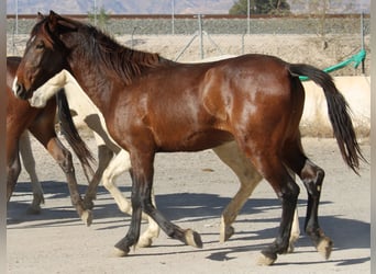 PRE, Semental, 2 años, Castaño