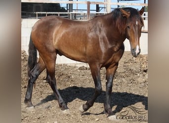 PRE, Semental, 2 años, Castaño