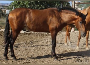 PRE, Semental, 2 años, Castaño