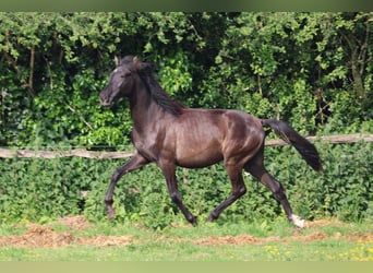PRE Mestizo, Semental, 2 años, Negro