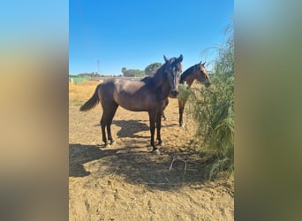 PRE, Semental, 2 años, Tordo rodado