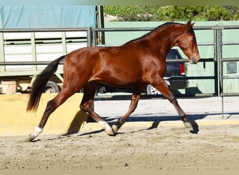 PRE Mestizo, Semental, 3 años, 148 cm, Castaño