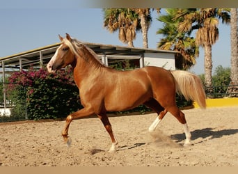 PRE Mestizo, Semental, 3 años, 149 cm, Palomino
