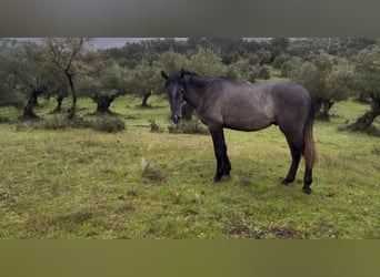 PRE, Semental, 3 años, 150 cm, Tordo