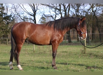 PRE Mestizo, Semental, 3 años, 151 cm, Castaño