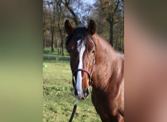 PRE Mestizo, Semental, 3 años, 151 cm, Castaño