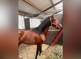 PRE Mestizo, Semental, 3 años, 151 cm, Castaño