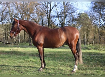 PRE Mestizo, Semental, 3 años, 151 cm, Castaño