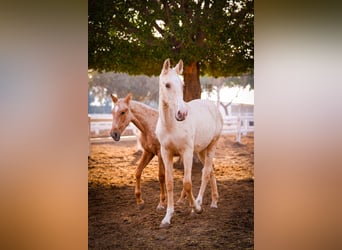 PRE Mestizo, Semental, 3 años, 151 cm, Palomino