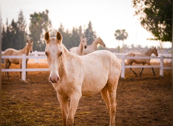 PRE Mestizo, Semental, 3 años, 151 cm, Palomino