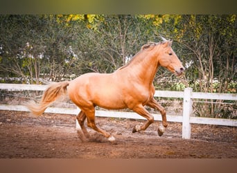 PRE Mestizo, Semental, 3 años, 151 cm, Palomino