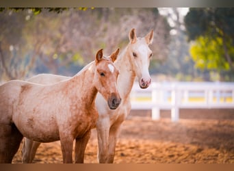 PRE Mestizo, Semental, 3 años, 151 cm, Palomino