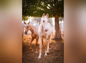 PRE Mestizo, Semental, 3 años, 151 cm, Palomino