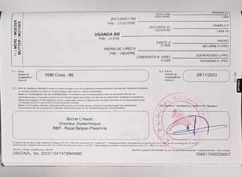 PRE Mestizo, Semental, 3 años, 153 cm, Perlino